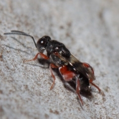 Chalcididae (family) at Acton, ACT - 11 Jun 2019