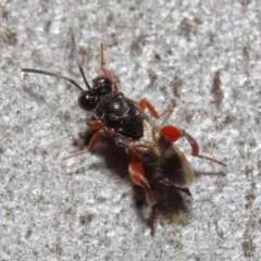 Chalcididae (family) at Acton, ACT - 11 Jun 2019 12:34 PM