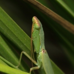 Orthodera ministralis (Green Mantid) at Acton, ACT - 16 Feb 2019 by TimL