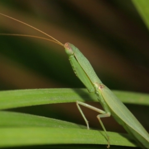 Orthodera ministralis at Acton, ACT - 16 Feb 2019