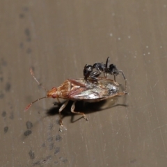 Lygaeidae (family) (Seed bug) at Acton, ACT - 20 Sep 2019 by TimL