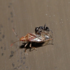 Lygaeidae (family) at Acton, ACT - 20 Sep 2019