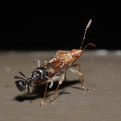 Lygaeidae (family) at Acton, ACT - 20 Sep 2019 01:55 PM