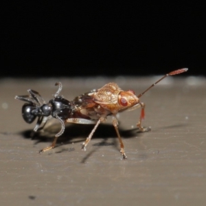 Lygaeidae (family) at Acton, ACT - 20 Sep 2019