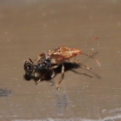 Lygaeidae (family) at Acton, ACT - 20 Sep 2019