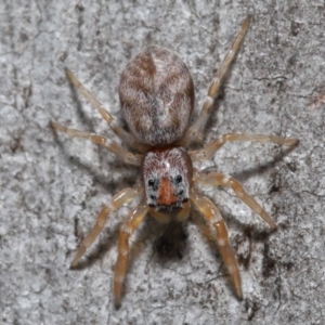 Arasia mollicoma at Hackett, ACT - 23 Sep 2019 10:34 AM