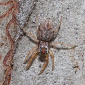 Arasia mollicoma at Hackett, ACT - 23 Sep 2019 10:34 AM