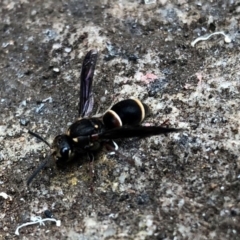 Eumeninae (subfamily) (Unidentified Potter wasp) at Broughton Vale, NSW - 6 Jan 2020 by Nivlek