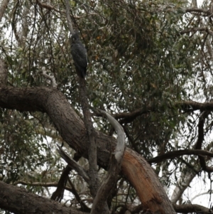 Callocephalon fimbriatum at Acton, ACT - suppressed