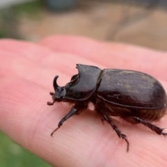 Dasygnathus sp. (genus) (Rhinoceros beetle) at Lyons, ACT - 5 Jan 2020 by 457R1D