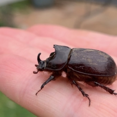 Dasygnathus sp. (genus) (Rhinoceros beetle) at Lyons, ACT - 5 Jan 2020 by 457R1D