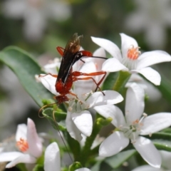 Lissopimpla excelsa (Orchid dupe wasp, Dusky-winged Ichneumonid) at Acton, ACT - 18 Oct 2019 by TimL