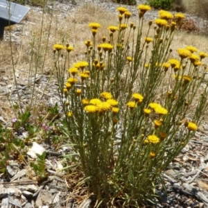 Rutidosis leptorhynchoides at Molonglo Valley, ACT - 28 Nov 2019