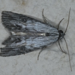 Calathusa ischnodes (An Erebid moth) at Ainslie, ACT - 1 Jan 2020 by jbromilow50