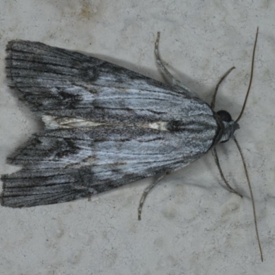 Calathusa ischnodes (An Erebid moth) at Ainslie, ACT - 1 Jan 2020 by jbromilow50