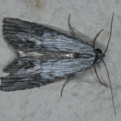 Calathusa ischnodes (An Erebid moth) at Ainslie, ACT - 1 Jan 2020 by jb2602