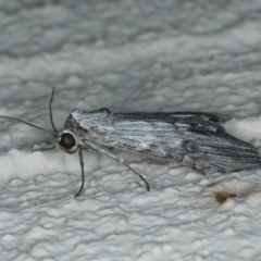 Calathusa ischnodes at Ainslie, ACT - 1 Jan 2020