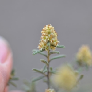 Pomaderris angustifolia at Wamboin, NSW - 25 Oct 2019