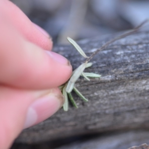 Pomaderris angustifolia at Wamboin, NSW - 25 Oct 2019