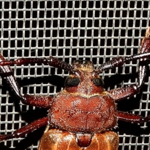 Agrianome spinicollis at Crooked Corner, NSW - 4 Jan 2020 11:19 PM