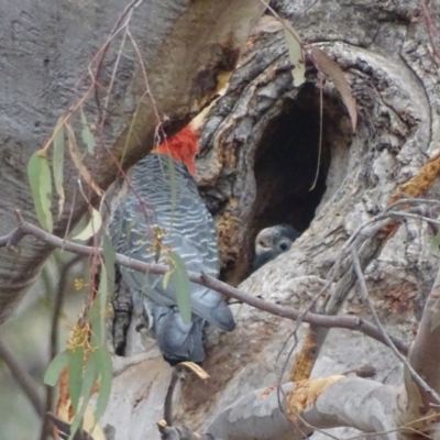 Callocephalon fimbriatum (Gang-gang Cockatoo) at GG132 - 5 Jan 2020 by roymcd