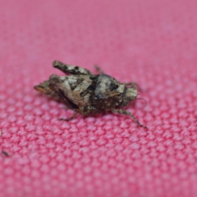 Tetrigidae (family) (Pygmy grasshopper) at Wamboin, NSW - 26 Oct 2019 by natureguy