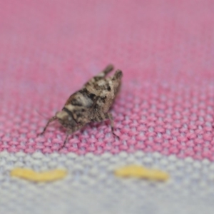 Tetrigidae (family) at Wamboin, NSW - 26 Oct 2019 07:10 PM