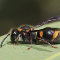 Eumeninae (subfamily) (Unidentified Potter wasp) at Hackett, ACT - 13 Nov 2019 by TimL