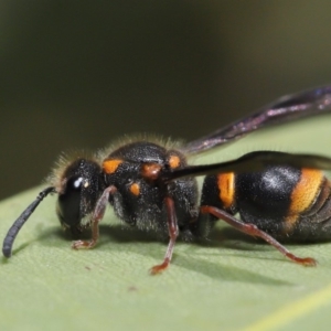 Eumeninae (subfamily) at Hackett, ACT - 13 Nov 2019 11:26 AM