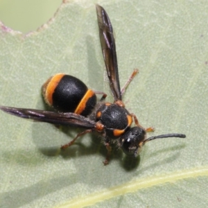 Eumeninae (subfamily) at Hackett, ACT - 13 Nov 2019