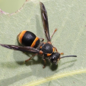Eumeninae (subfamily) at Hackett, ACT - 13 Nov 2019 11:26 AM