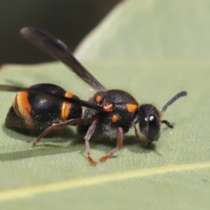 Eumeninae (subfamily) at Hackett, ACT - 13 Nov 2019 11:26 AM