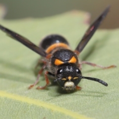 Eumeninae (subfamily) at Hackett, ACT - 13 Nov 2019 11:26 AM