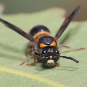 Eumeninae (subfamily) at Hackett, ACT - 13 Nov 2019 11:26 AM