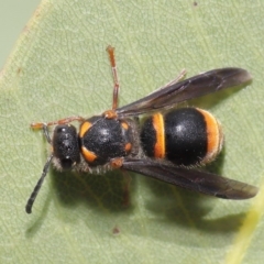 Eumeninae (subfamily) at Hackett, ACT - 13 Nov 2019 11:26 AM