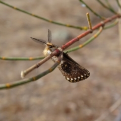 Epicoma contristis (Yellow-spotted Epicoma Moth) at Red Hill, ACT - 12 Dec 2019 by roymcd