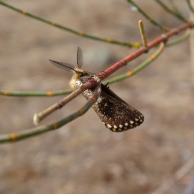 Epicoma contristis (Yellow-spotted Epicoma Moth) at Red Hill, ACT - 11 Dec 2019 by roymcd