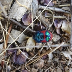 Choerocoris paganus (Ground shield bug) at Garran, ACT - 21 Dec 2019 by roymcd