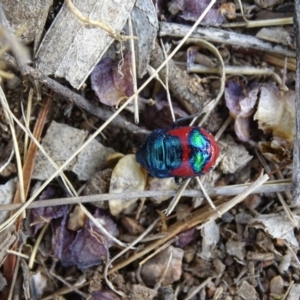 Choerocoris paganus at Garran, ACT - 21 Dec 2019