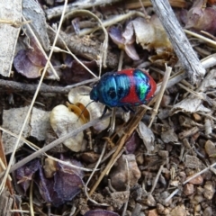 Choerocoris paganus at Garran, ACT - 21 Dec 2019