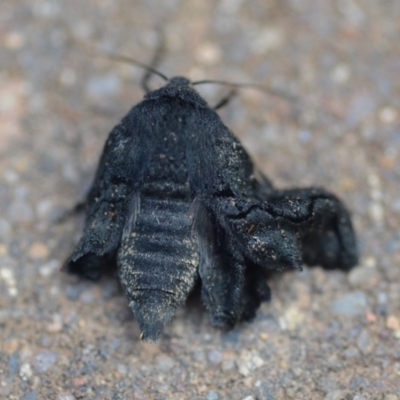 Melanodes anthracitaria (Black Geometrid) at Wamboin, NSW - 26 Oct 2019 by natureguy