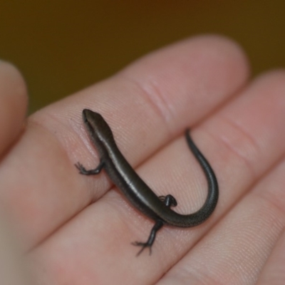 Lampropholis delicata (Delicate Skink) at Wamboin, NSW - 31 Oct 2019 by natureguy