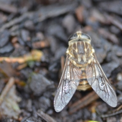 Tabanidae (family) (Unidentified march or horse fly) at Wamboin, NSW - 31 Oct 2019 by natureguy