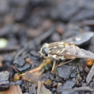 Tabanidae (family) at Wamboin, NSW - 31 Oct 2019 09:20 PM