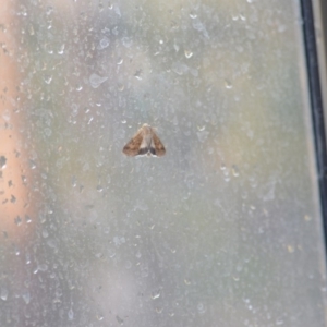 Helicoverpa punctigera at Wamboin, NSW - 31 Oct 2019 09:23 PM