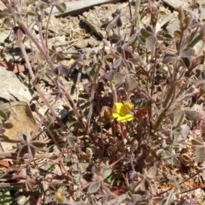 Oxalis sp. at Molonglo Valley, ACT - 28 Nov 2019