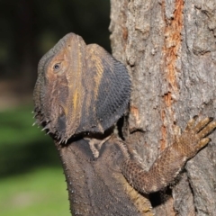 Pogona barbata (Eastern Bearded Dragon) at ANBG - 15 Nov 2019 by TimL