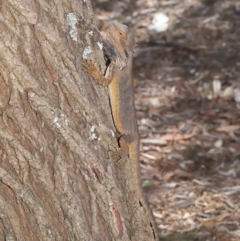 Pogona barbata at Acton, ACT - 15 Nov 2019