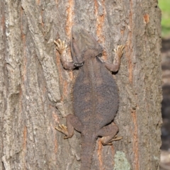 Pogona barbata at Acton, ACT - 15 Nov 2019