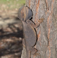 Pogona barbata at Acton, ACT - 15 Nov 2019